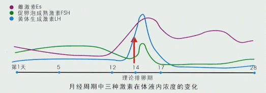 生理周期曲线图图片